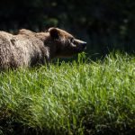 grizzlt bear canada